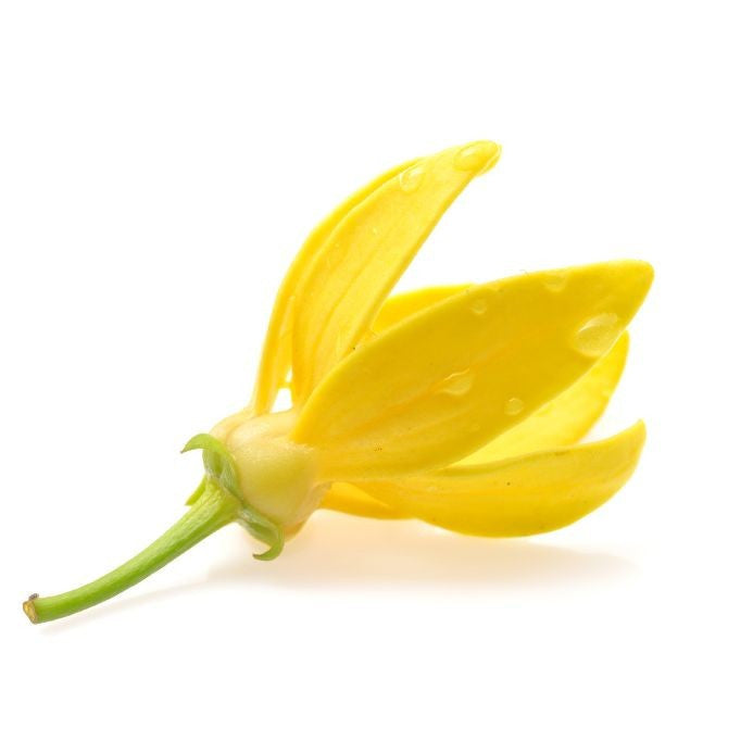 
                  
                    Load image into Gallery viewer, ylang-ylang-coffee-scrub-flower
                  
                