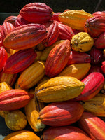 cacao-pods